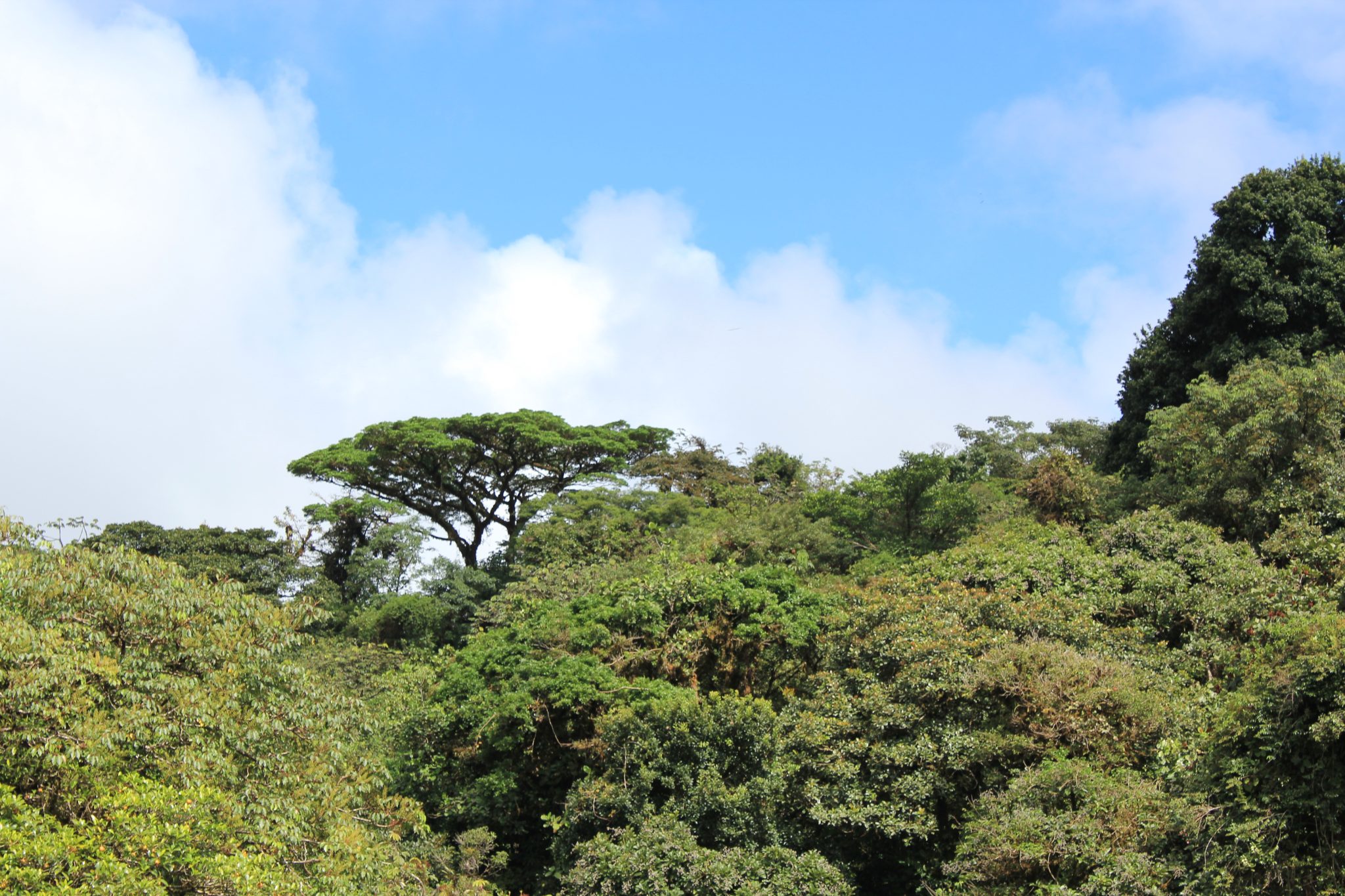 Go To Costa Rica: by Jen Oliak, Ounce of Salt